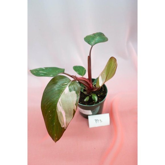 Pink Princess Philodendron 4" US Seller | RARE Pot - Picture 3 of 4